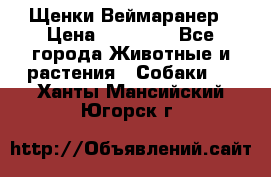 Щенки Веймаранер › Цена ­ 40 000 - Все города Животные и растения » Собаки   . Ханты-Мансийский,Югорск г.